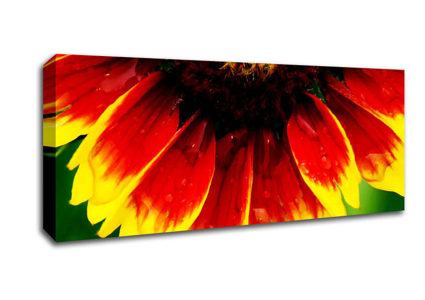 Picture of Fire Petal Dewdrop Panoramic Canvas Wall Art