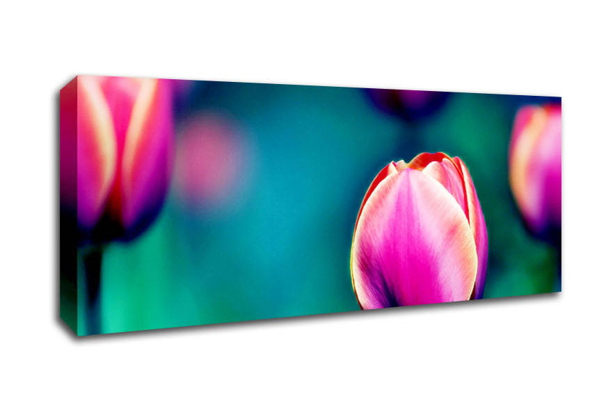 Picture of Pink Tulip Field Panoramic Canvas Wall Art