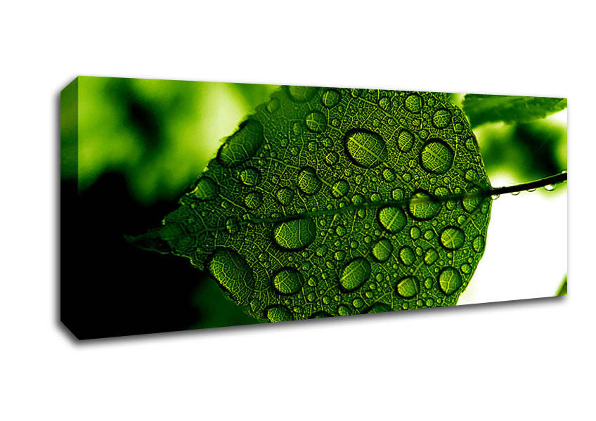 Picture of Morning Dew Leaf Panoramic Canvas Wall Art