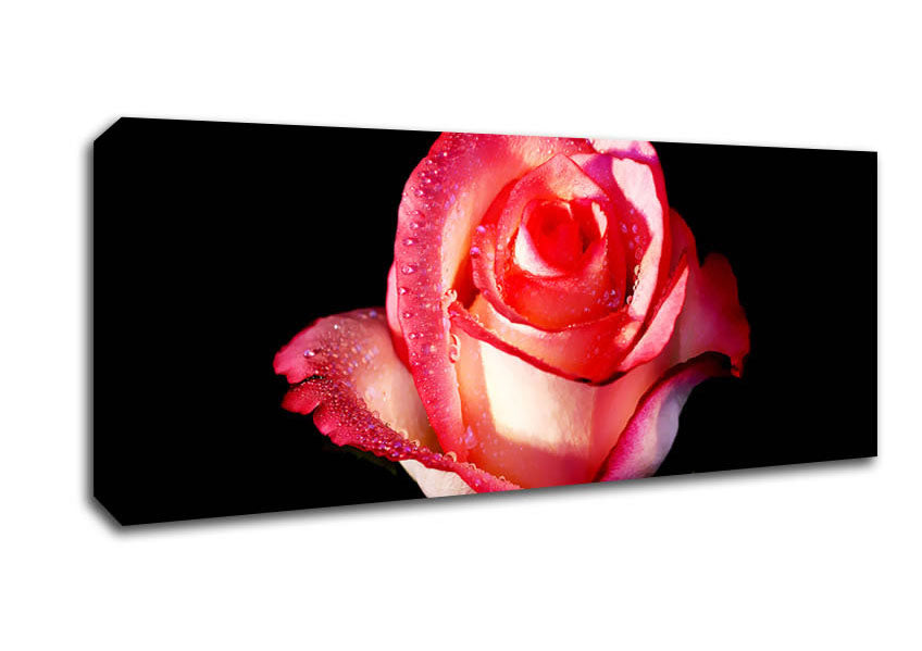 Picture of Pink Passion Rose Panoramic Canvas Wall Art