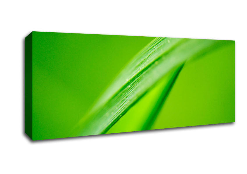 Picture of Green On Green Panoramic Canvas Wall Art