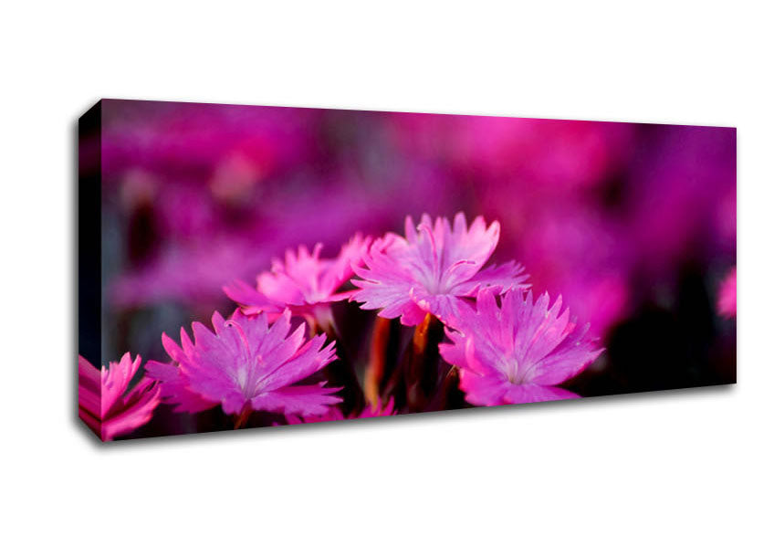 Picture of Pink Petal Beauty Panoramic Canvas Wall Art