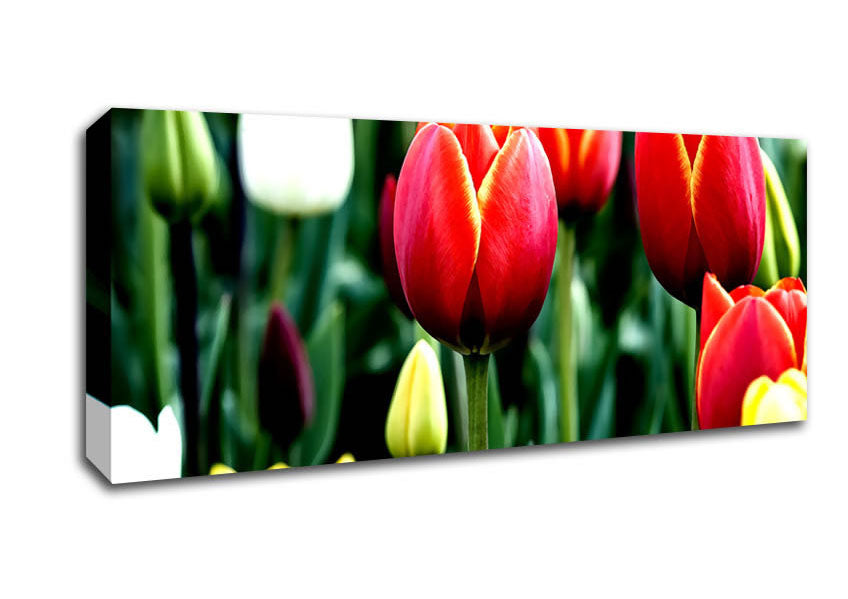 Picture of Tulips In Bloom Panoramic Canvas Wall Art