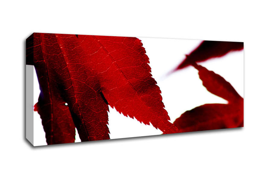 Picture of Leaves Panoramic Canvas Wall Art