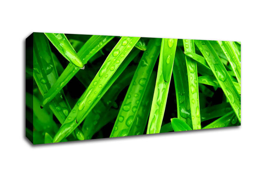 Picture of Green Leaves Panoramic Canvas Wall Art
