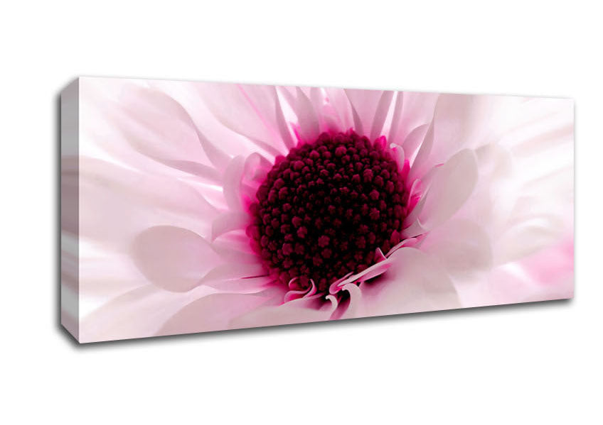 Picture of Pink Centre Daisy Panoramic Canvas Wall Art