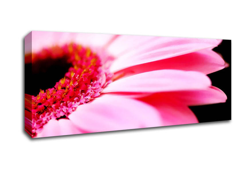 Picture of Pink Gerbera Close-Up Panoramic Canvas Wall Art