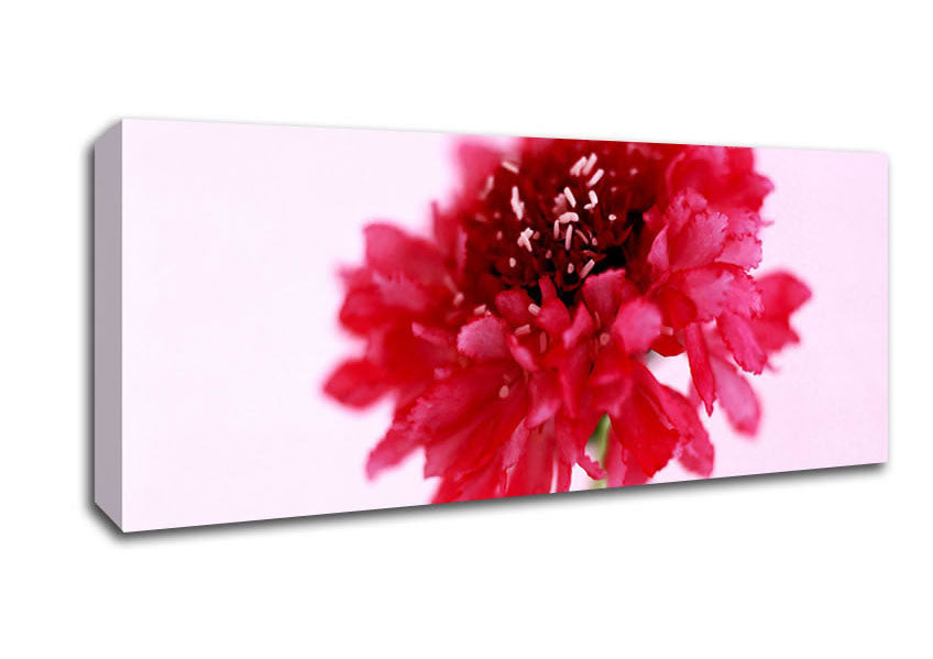 Picture of Pink On Pink Pom Pom Panoramic Canvas Wall Art