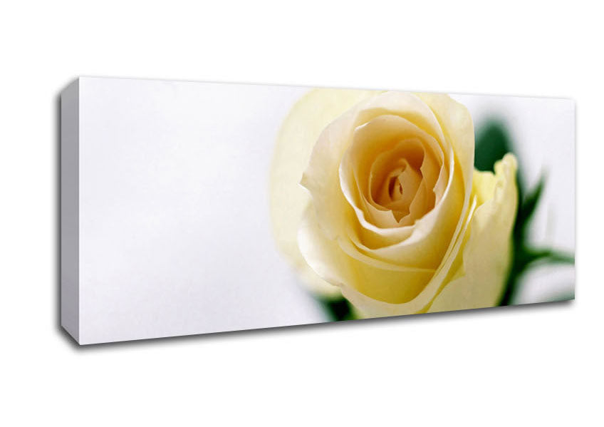 Picture of Single Cream Rose Panoramic Canvas Wall Art