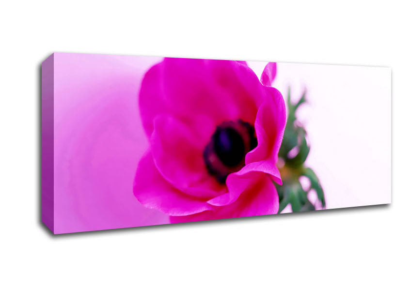 Picture of Pink Poppy Centre Panoramic Canvas Wall Art