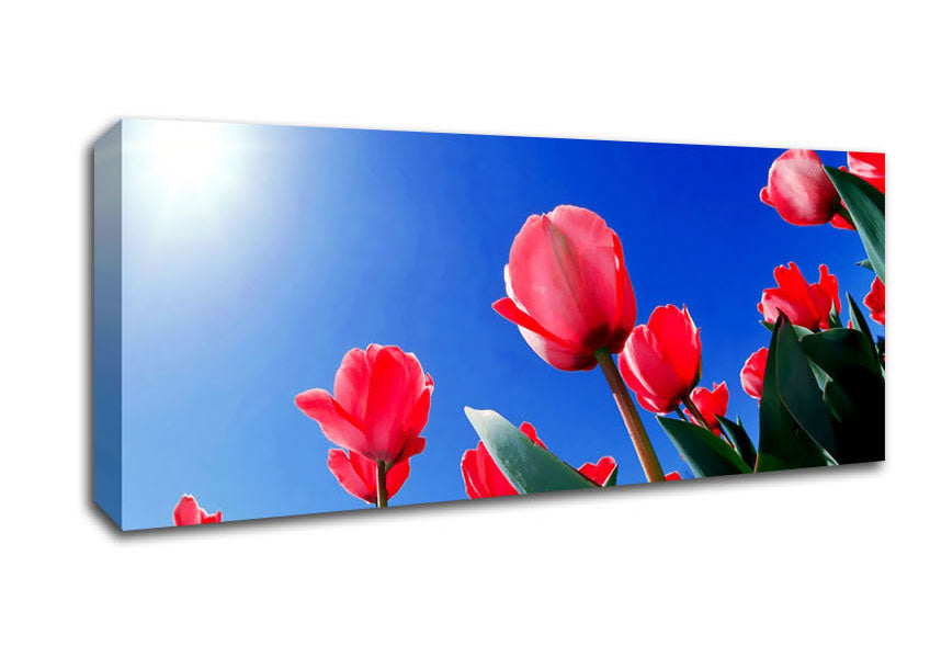 Picture of Pink Tulips In The Blazing Sun Panoramic Canvas Wall Art