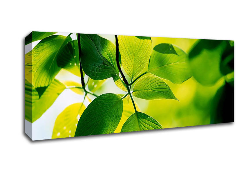 Picture of Green Leaves Sun Delight Panoramic Canvas Wall Art