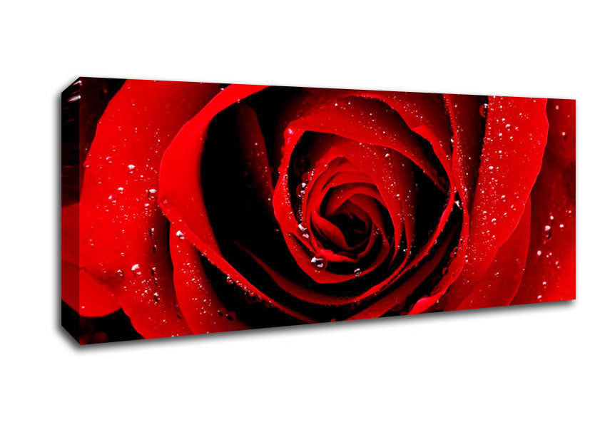 Picture of Close-Up Of A Red Rose Dew Drop Panoramic Canvas Wall Art