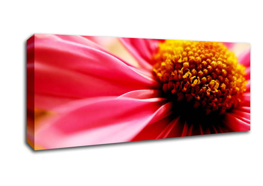 Picture of Pink Pom Pom Centre Panoramic Canvas Wall Art