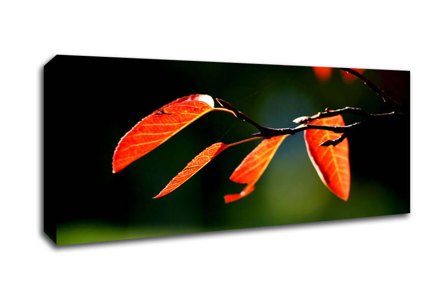 Picture of Orange Leaves In Sunlight Panoramic Canvas Wall Art