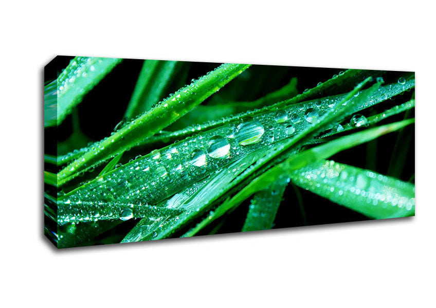 Picture of Morning Dew On Grass Panoramic Canvas Wall Art