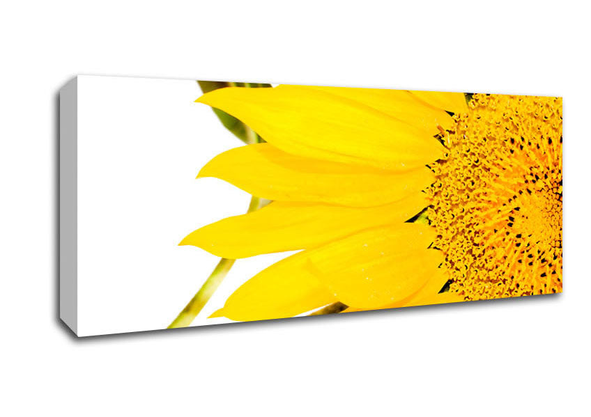 Picture of Close-Up Petal Sunflower Panoramic Canvas Wall Art
