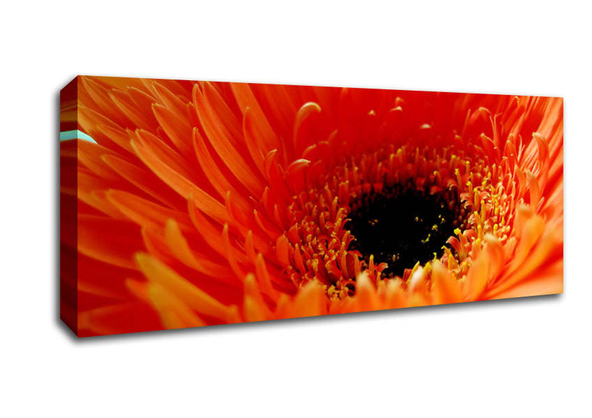 Picture of Orange Gerbera Close-Up Panoramic Canvas Wall Art