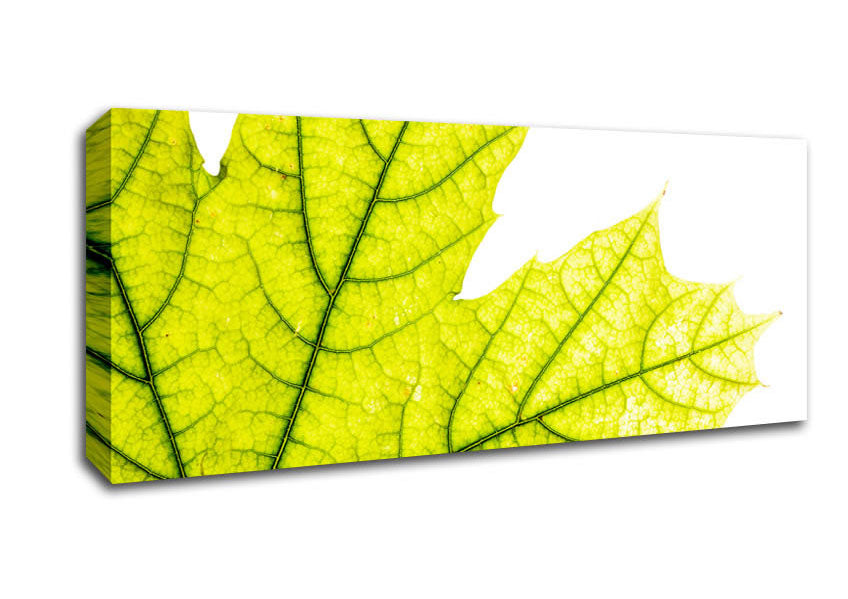 Picture of Magnificent Leaf Panoramic Canvas Wall Art