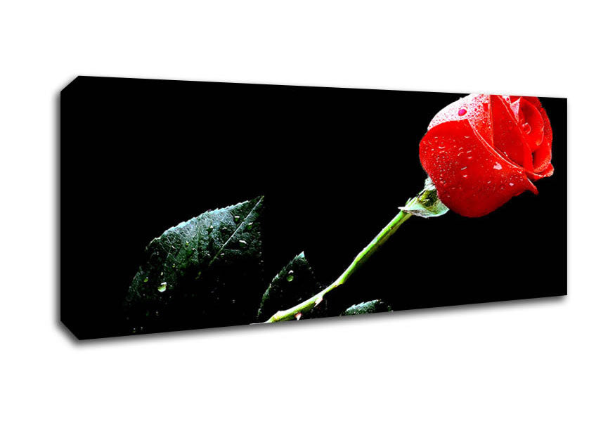 Picture of Love Of A Single Red Rose Panoramic Canvas Wall Art
