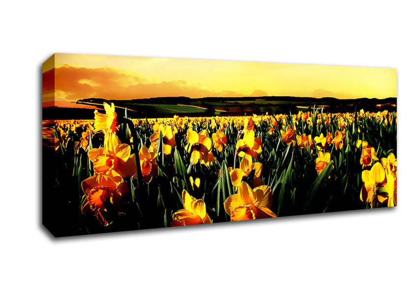 Picture of Field Of Golden Daffodils Panoramic Canvas Wall Art