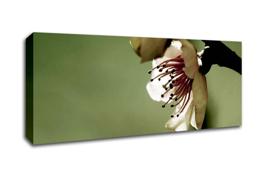 Picture of Green Apple Blossom Panoramic Canvas Wall Art