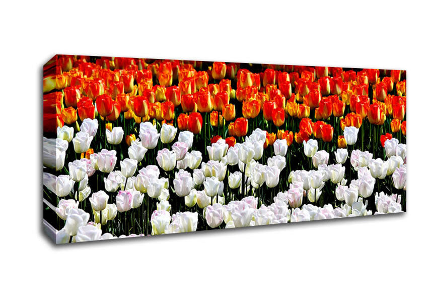 Picture of Mixed Tulip Fields Panoramic Canvas Wall Art