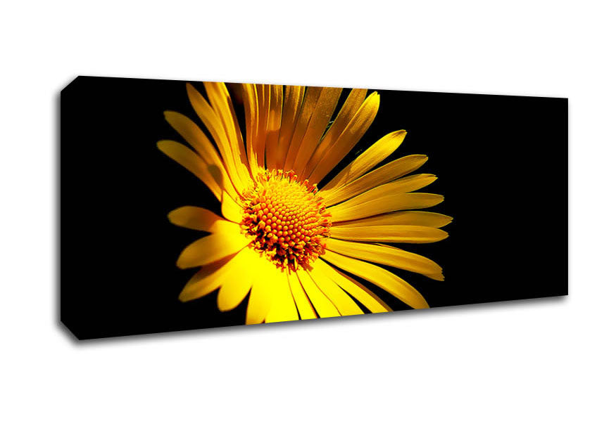 Picture of Golden Daisy Petals Panoramic Canvas Wall Art