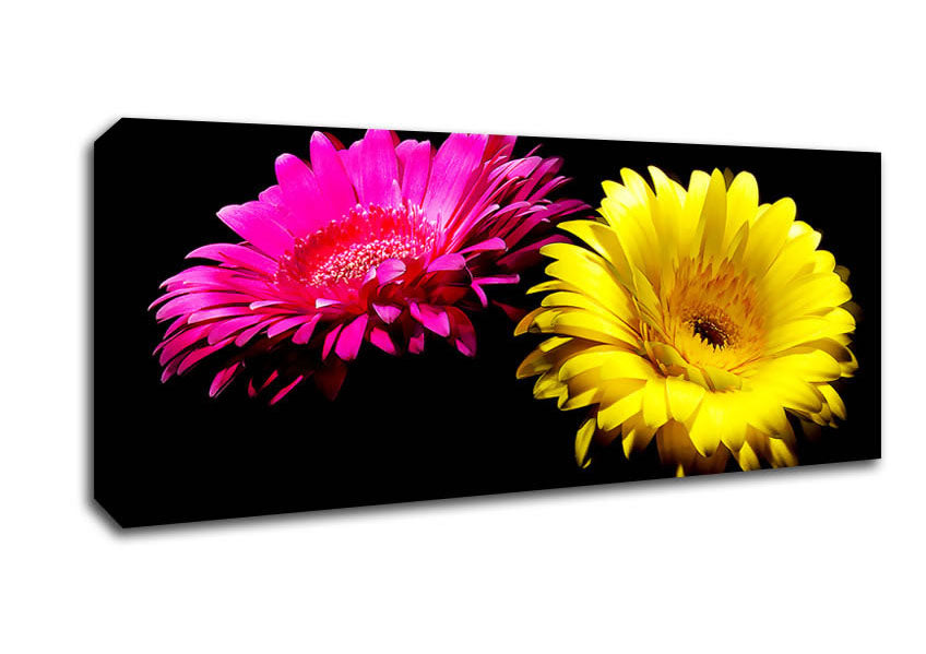 Picture of Pink And Yellow Gerbera Delight Panoramic Canvas Wall Art
