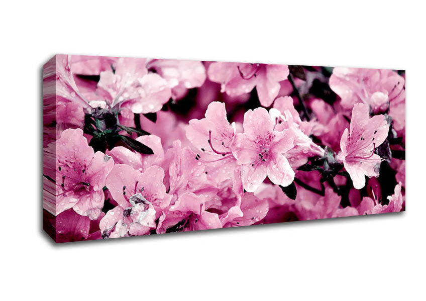 Picture of Pink Ocean Spray Panoramic Canvas Wall Art