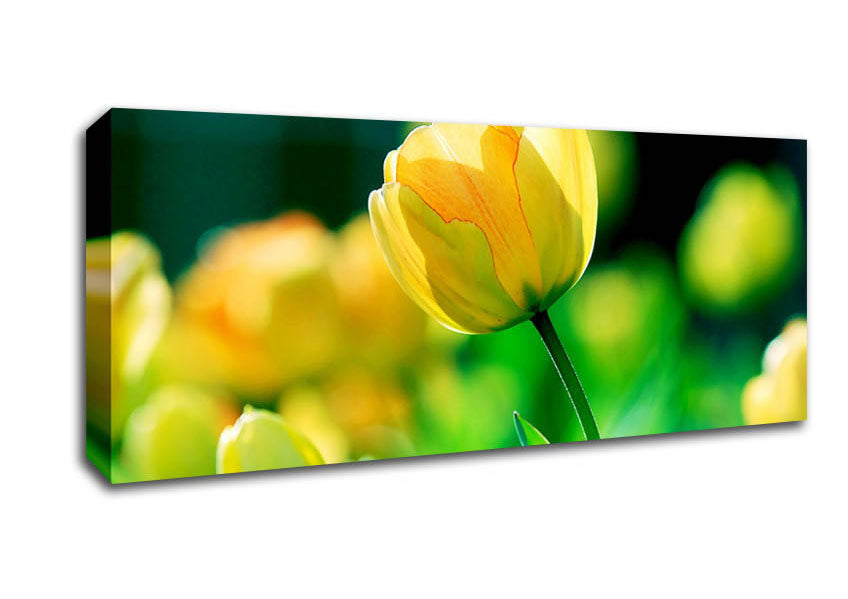 Picture of Yellow Tulip Sunlight Panoramic Canvas Wall Art