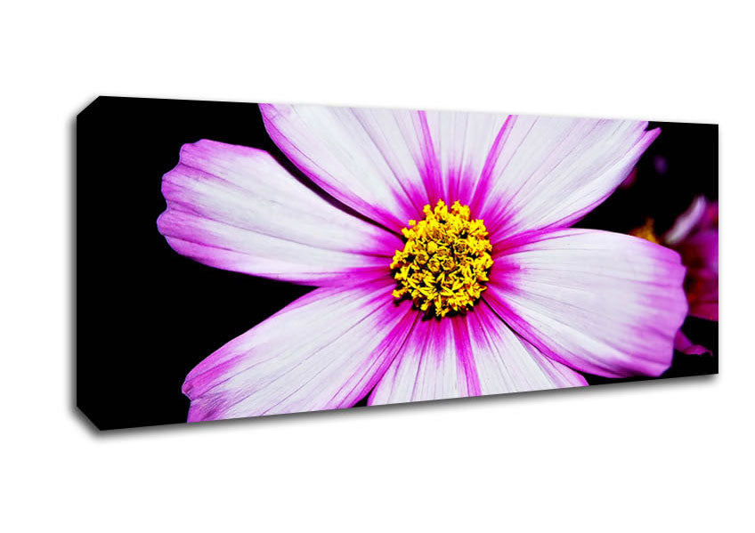 Picture of Pink Petal Stunner Panoramic Canvas Wall Art