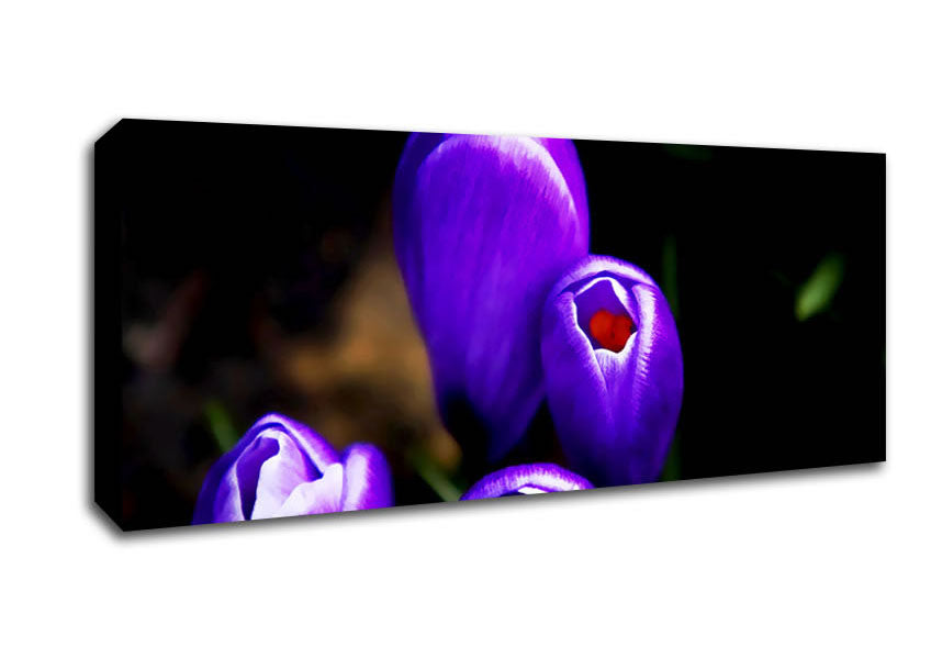 Picture of Purple Crocus Delight Panoramic Canvas Wall Art