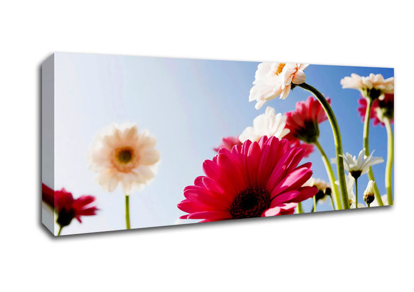 Picture of Daisy Sky Sunlight Panoramic Canvas Wall Art