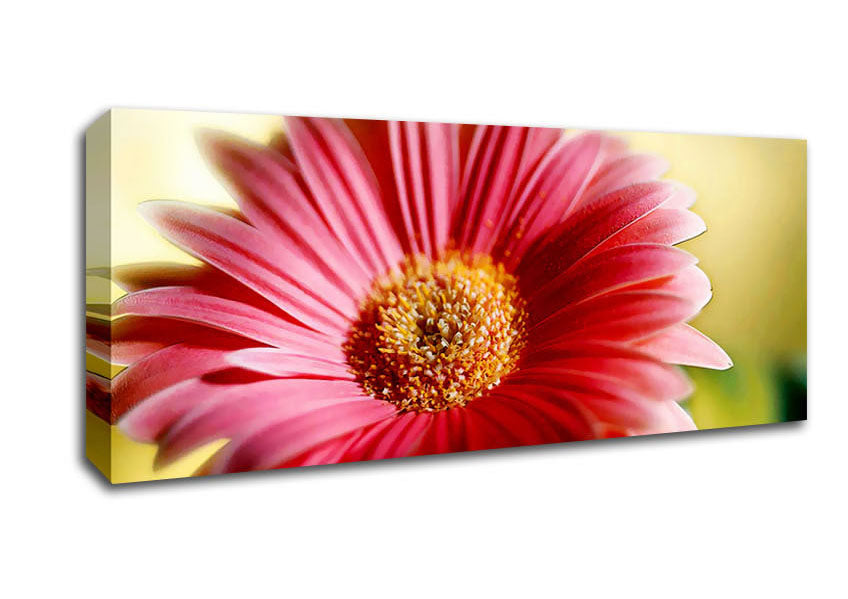 Picture of Heavenly Pink Petals Panoramic Canvas Wall Art