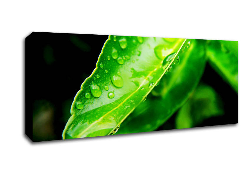 Picture of Green Leaf Reflection Panoramic Canvas Wall Art