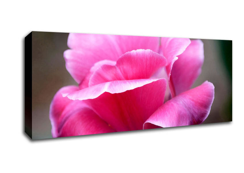 Picture of Pink Ruffle Petals Panoramic Canvas Wall Art