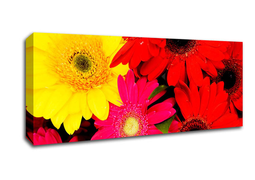 Picture of Gerbera Galore Panoramic Canvas Wall Art