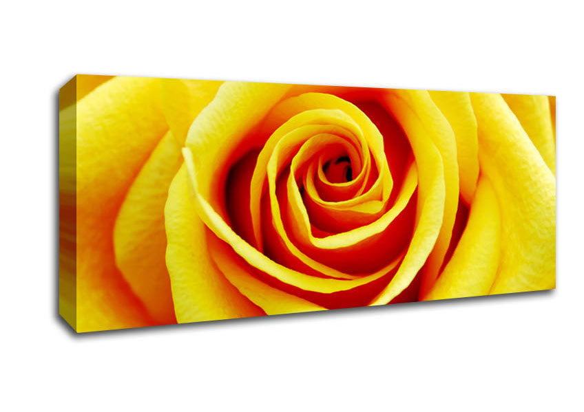 Picture of Golden Rose Close-Up Panoramic Canvas Wall Art