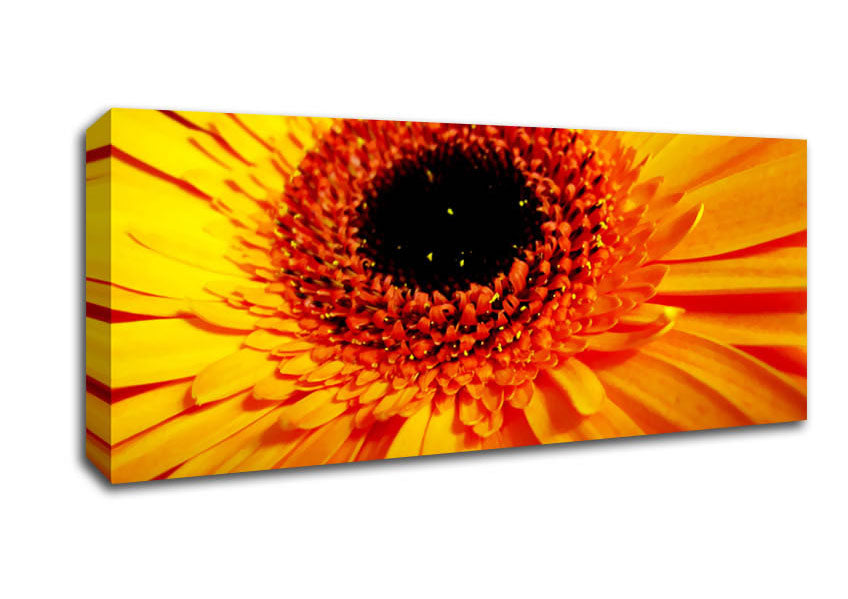 Picture of Golden Gerbera Centre Panoramic Canvas Wall Art