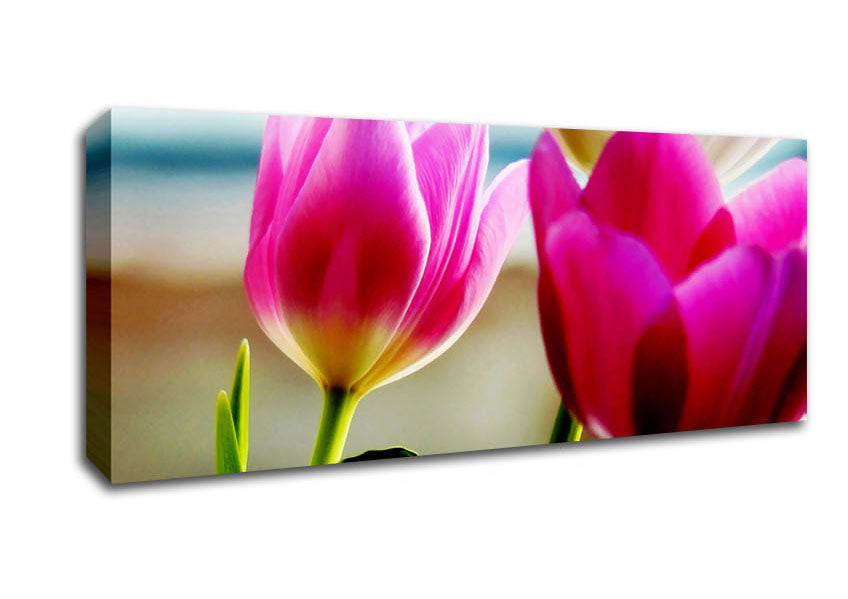 Picture of Pink Tulip Parade Panoramic Canvas Wall Art