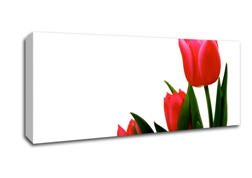 Picture of Pink Tulip Trio Panoramic Canvas Wall Art