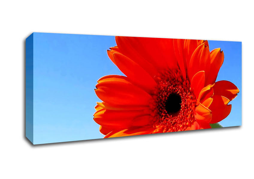 Picture of Orange Gerbera Skies Panoramic Canvas Wall Art