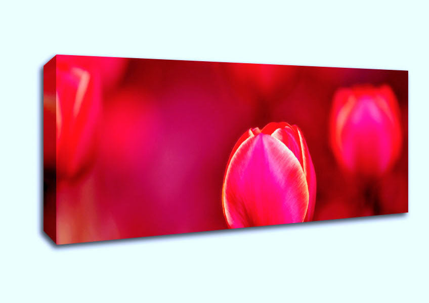 Picture of Pink Tulip Abstract Panoramic Canvas Wall Art