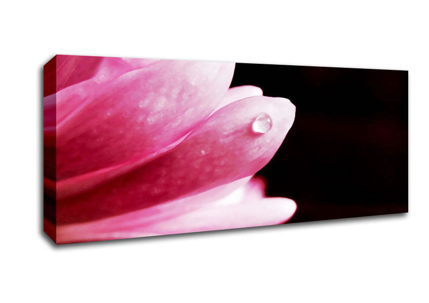 Picture of Pink Petal Dewdrop Panoramic Canvas Wall Art