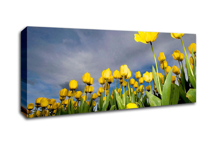 Picture of Yellow Tulip Field Storm Panoramic Canvas Wall Art