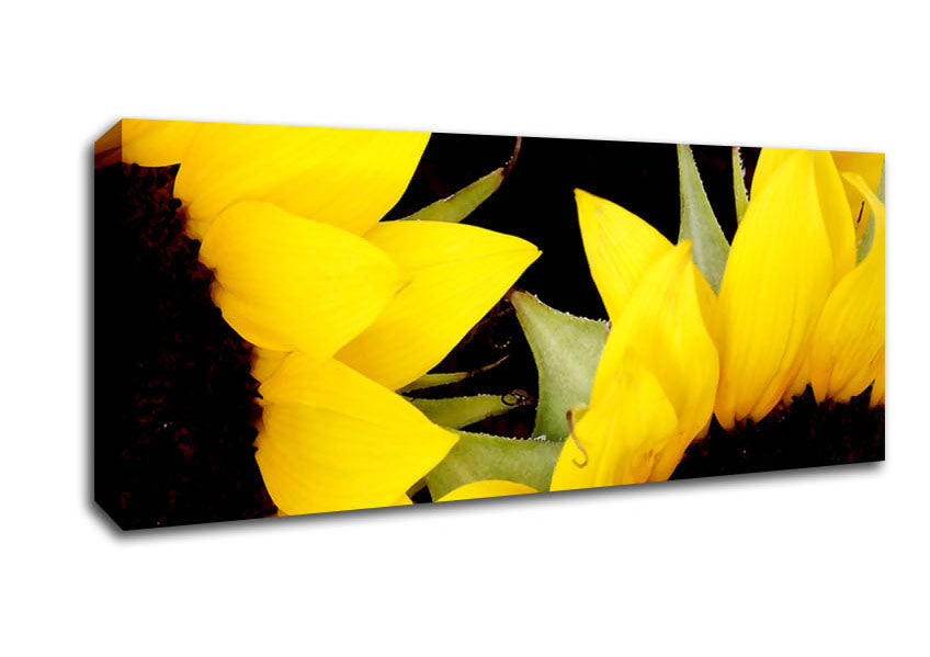 Picture of Yellow Sunflower Twins Close-Up Panoramic Canvas Wall Art