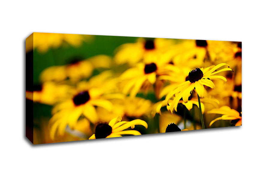 Picture of Yellow Daisy Pom Poms Panoramic Canvas Wall Art