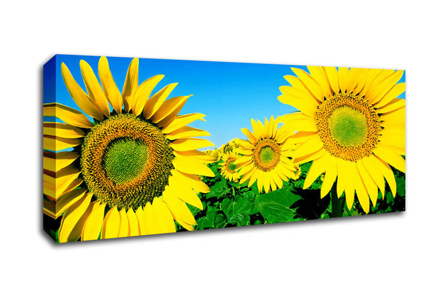 Picture of Huge Sunflower Heads In The Blue Cloudless Sky Panoramic Canvas Wall Art
