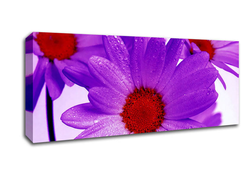 Picture of Purple Dew Drop Daisys Panoramic Canvas Wall Art